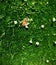 Italian Honey Bee on tiny white flowers on green moss like short grass, amazing macro closeup detail in vivid color
