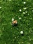 Italian Honey Bee on tiny white flowers on green moss like short grass, amazing macro closeup detail in vivid color