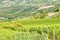 Italian Langhe summer vineyards. Color image
