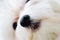 Italian Maltese dog nose and mouth close up