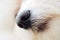 Italian Maltese dog nose and mouth close up