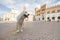 Italian Maremmano abruzzese sheepdog on the central square of Grosseto town in Maremma region