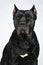 Italian mastiff dog portrait