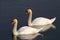 Italian mute swan bird