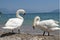 Italian mute swan bird