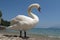 Italian mute swan bird