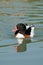 Italian natural oasis of saline Cervia, Tadorna tadorna