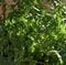 Italian parsley backlit close up