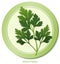 Italian Parsley Herb