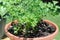 Italian Parsley (Herb) Plant