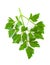 Italian Parsley over white background