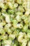 Italian pasta cavatappi with pesto sauce