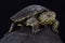 Italian pond turtle, Emys orbicularis galloitalica