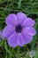 Italian poppy Anemone coronaria, close-up of a wild flower