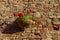 Italian potted plants grown in terra cotta containers