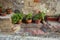Italian potted plants grown in terra cotta containers