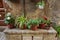 Italian potted plants grown in terra cotta containers