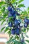 Italian Prune Plum- Damson