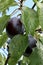 Italian Prune Plums