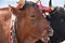 Italian red cow in the rural farm, yoke of oxen in organic farming