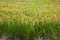 Italian rice fields in summer