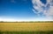 Italian rice fields in summer