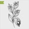 Italian ruscus branch. Hand drawn engraved vector illustration