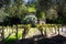 Italian scene in Napa valley vineyard with stone gatehouse