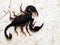 Italian scorpion (Euscorpius italicus)