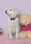 An Italian shepherd puppy sits next to a large teddy bear on a pink background