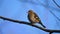 Italian sparrow perched on tree branches bird of the sparrow family Passeridae