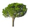 An Italian Stone Pine, known as Stone pine tree, umbrella form dicut, isolated on white background with clipping path