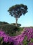 An Italian stone pine tree and pink rambling roses against the blue sky