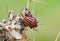 Italian Striped-Bug, also known as Minstrel Bug, a