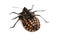 Italian Striped-Bug lying on the back, Graphosoma lineatum