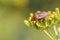 Italian Striped-Bug or Minstrel Bug (Graphosoma lineatum)