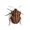 Italian Striped-Bug viewed from up high, Graphosoma lineatum