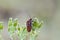 Italian striped-bug on wild carrot