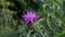 Italian thistle, belonging to the Asteraceae family