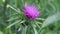 Italian thistle, belonging to the Asteraceae family
