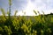 Italian toadflax plant at Matthews Winters Park in Golden Colorado