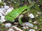 Italian tree frog Hyla intermedia
