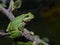 Italian tree frog Hyla intermedia