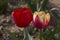 Italian tulips