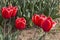 Italian tulips