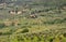 Italian typical landscape in Tuscany , Italy