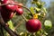 Italian typical rotten apple on the tree in my garden