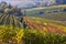 Italian vineyard