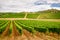 Italian vineyard in Abruzzo. The wine is Montepulciano D`Abruzzo.