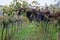 Italian vineyard with clusters of lush purple grapes